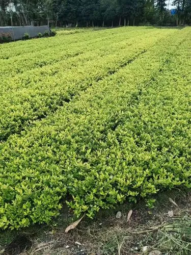 mile米乐m6官网：超轻碳素网球拍怎么样